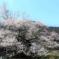 古木に咲く