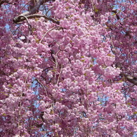 枝垂桜