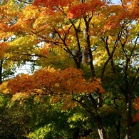 紅葉 002