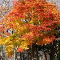 紅葉 004