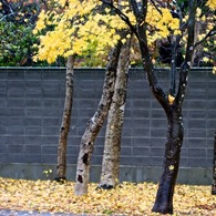 紅葉 007
