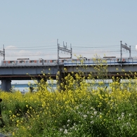 河原は菜の花盛り －２