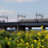 河原は菜の花盛り －３