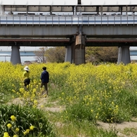 河原は菜の花盛り －４