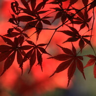 緋色の森