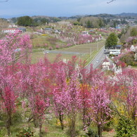 花もも