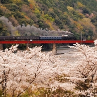 大井川鉄道の春①