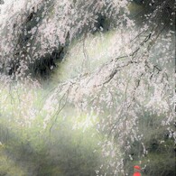 静かなる佇み