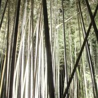 嵐山花灯篭の竹林