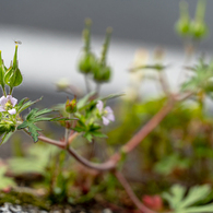 花が咲いた！見て！虫がとまってるの。