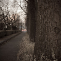 冬の散歩道