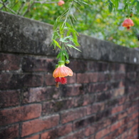 散歩写真