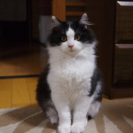 宣材写真。