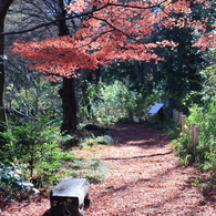 紅の傘