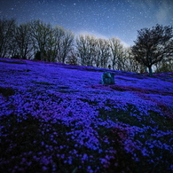 星空と芝桜2