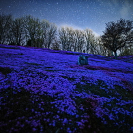 星空と芝桜2