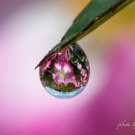 Drop of a rose