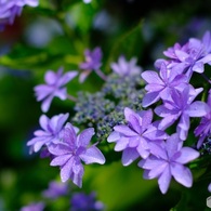 ガレージ横の紫陽花 ３