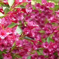夏の花(ベニウツギ)