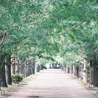 ✨誰もいない散歩道