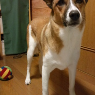 ボール