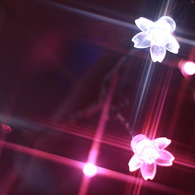冬の桜