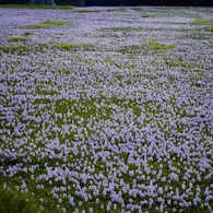 花の力２