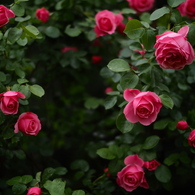 薔薇の罠