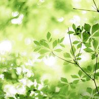 whisperGreen