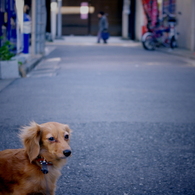 だだっこ