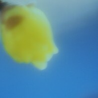 春を待つ蕾
