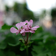 はな4