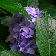 雨宿り