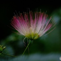 ネムノキの花