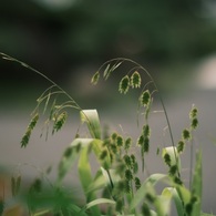 オールドレンズで　オオツ麦　2