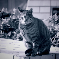 猫