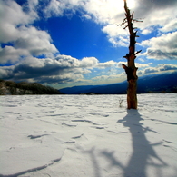 雪原の主