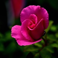 ピンクの薔薇