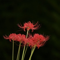 朱の時