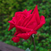薔薇