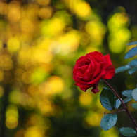 木洩れ日・薔薇