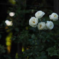 静かな夜に白薔薇