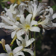 水生植物園で２３