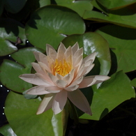 水生植物園で２６