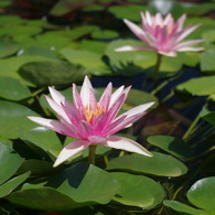 水生植物園で２７