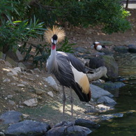 神戸花鳥園５６
