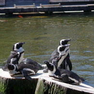 神戸花鳥園６０