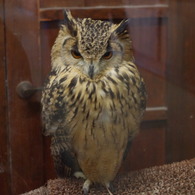 神戸花鳥園７２