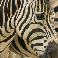 Zebraの瞳