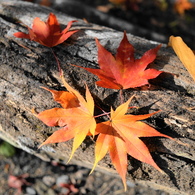 紅葉狩り⑤